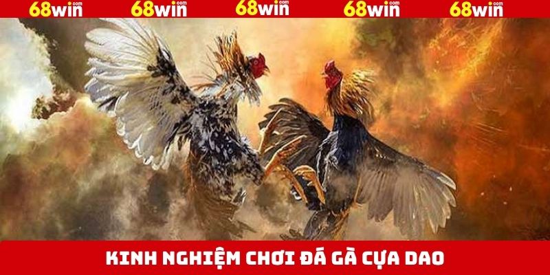 Đá Gà Cựa Dao - Bùng Nổ Với Các Trận Chiến Tại 68Win 4 Chiến thuật hữu ích trong đá gà cựa dao